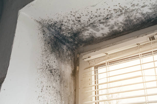 Affordable Hvac And Air Duct Mold Remediation solutions in Farmington, MI